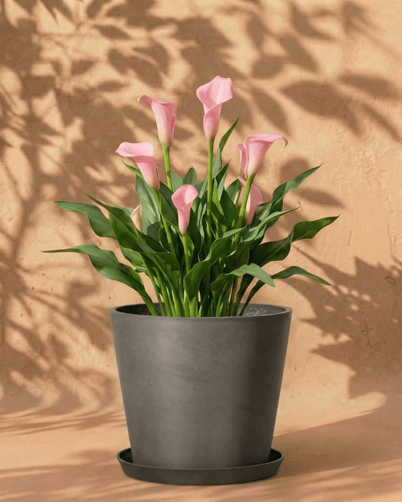 feey-calla-rosa-zantedeschia-garnet-glow-rhizome image 5