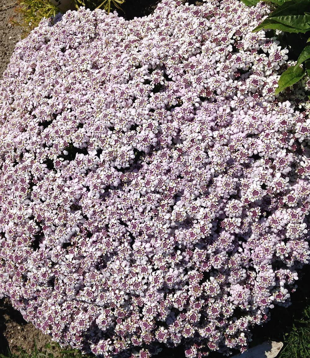 baldur-garten-3x-bodendecker-mazus-reptans-lippenm-ulchen-im-9x9-cm-topf image 3
