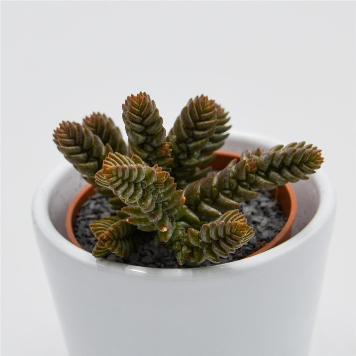 pasiora-crassula-muscosa-sukkulente-im-5-5cm-topf image 3