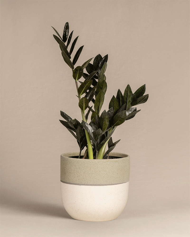 feey-schwarze-gl-cksfeder-zamioculcas-raven-zimmerpflanze image 5