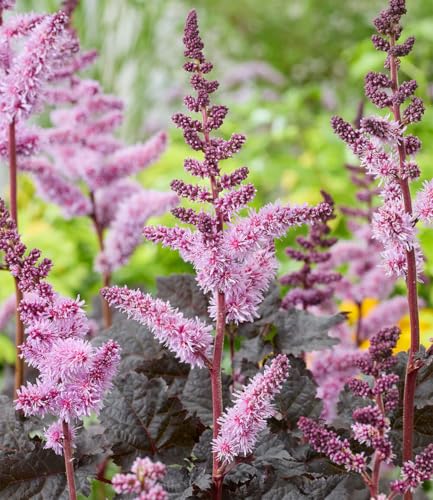 baldur-garten-astilbe-dark-side-of-the-moon-rhizom-gr-e-i image 5