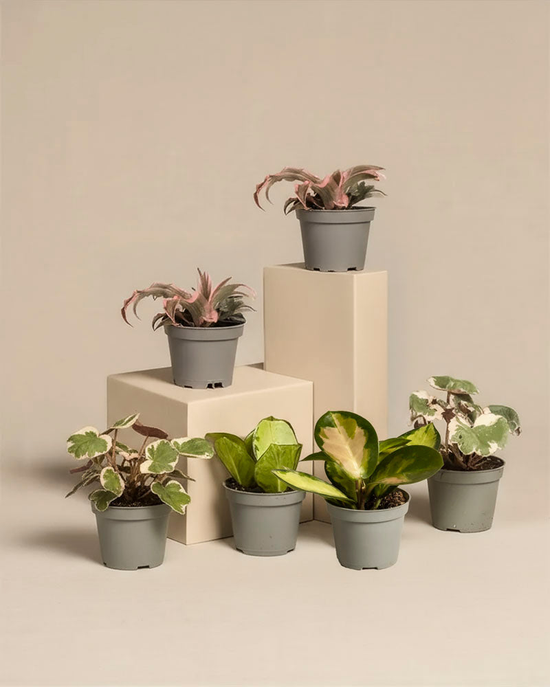 feey-rosa-babypflanzen-6er-set-zimmerpflanzen image 3