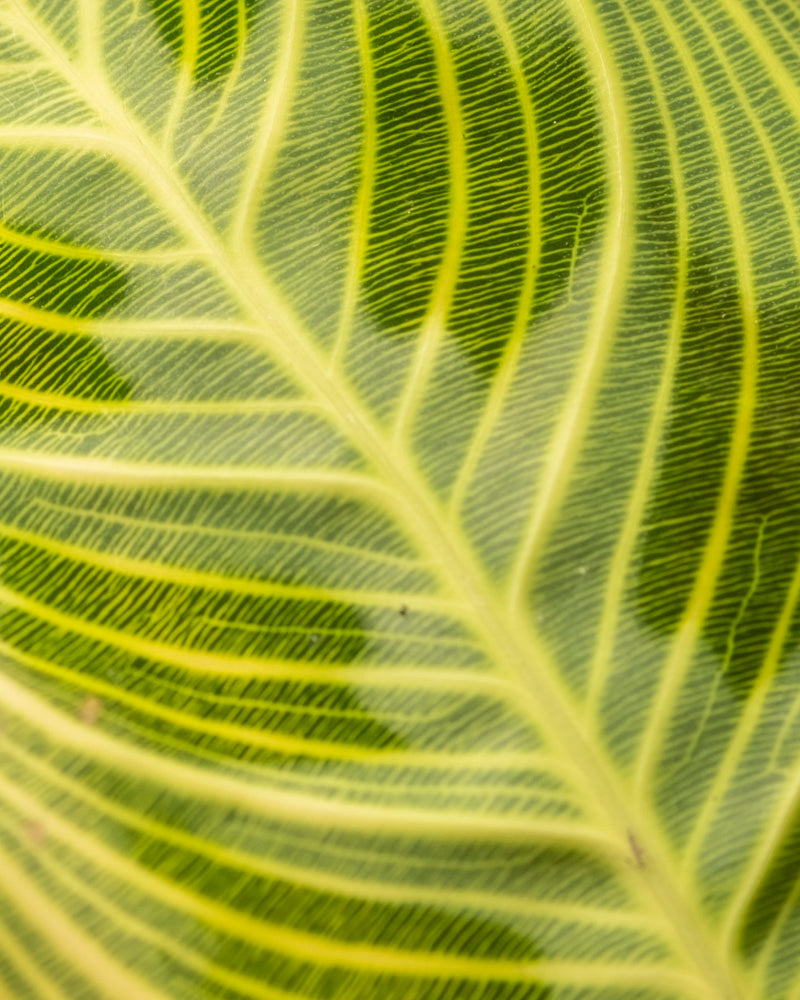 feey-maranta-light-veins-rarit-t-zimmerpflanze image 2