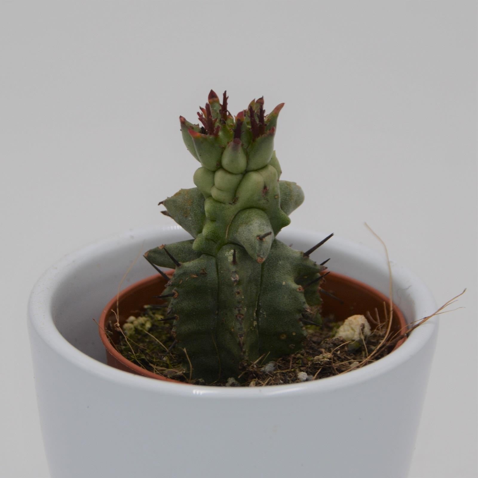 pasiora-euphorbia-polygona-f-monstruosa-sukkulente-5-5cm image 1