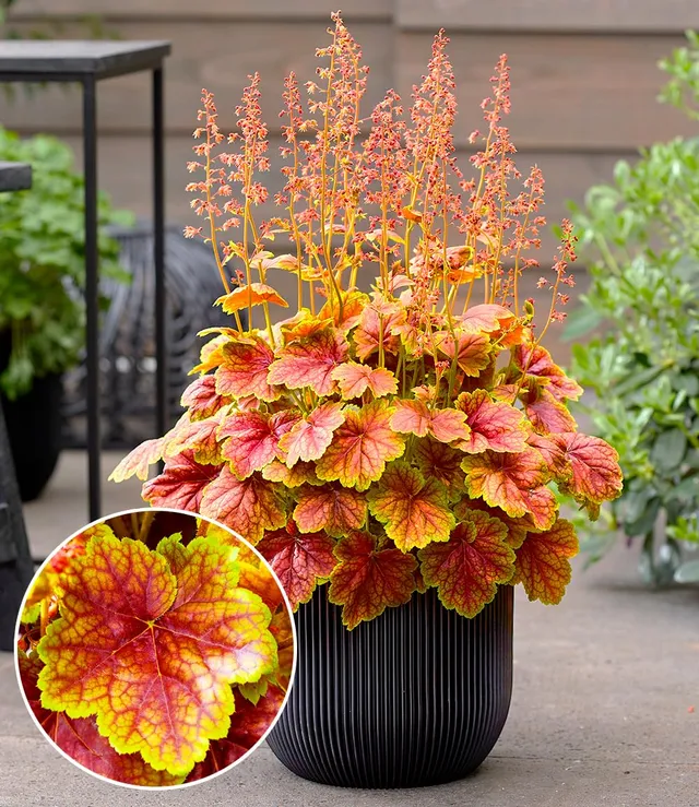 baldur-garten-heuchera-eternal-flame-im-9x9-cm-topf image 1