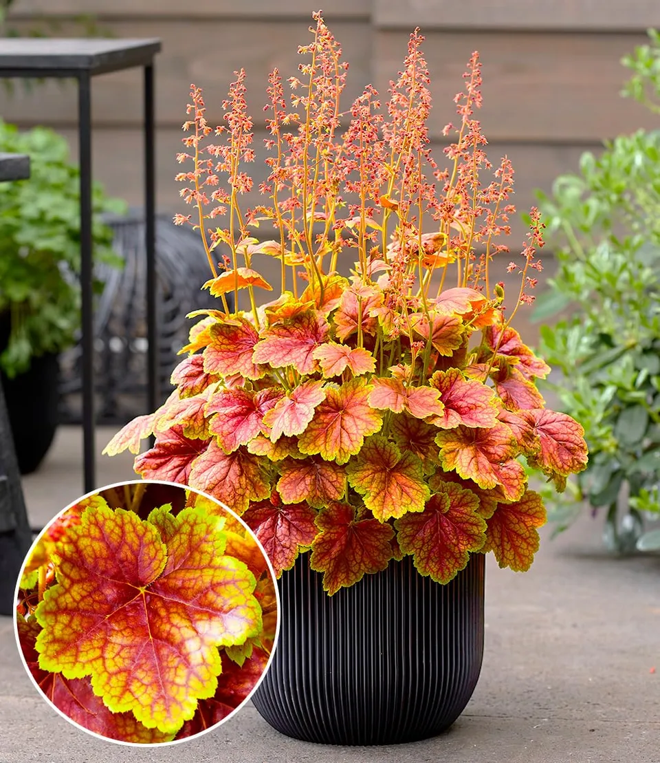 baldur-garten-heuchera-eternal-flame-im-9x9-cm-topf image 1
