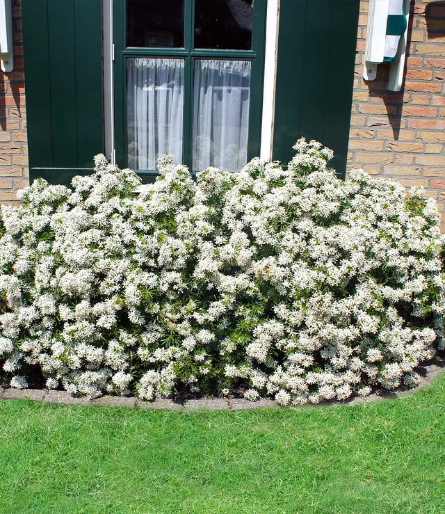 baldur-garten-orangenblume-white-dazzler-choisya-ternata-9x9-cm-topf image 1