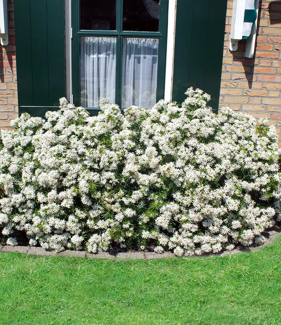 baldur-garten-orangenblume-white-dazzler-choisya-ternata-9x9-cm-topf image 1