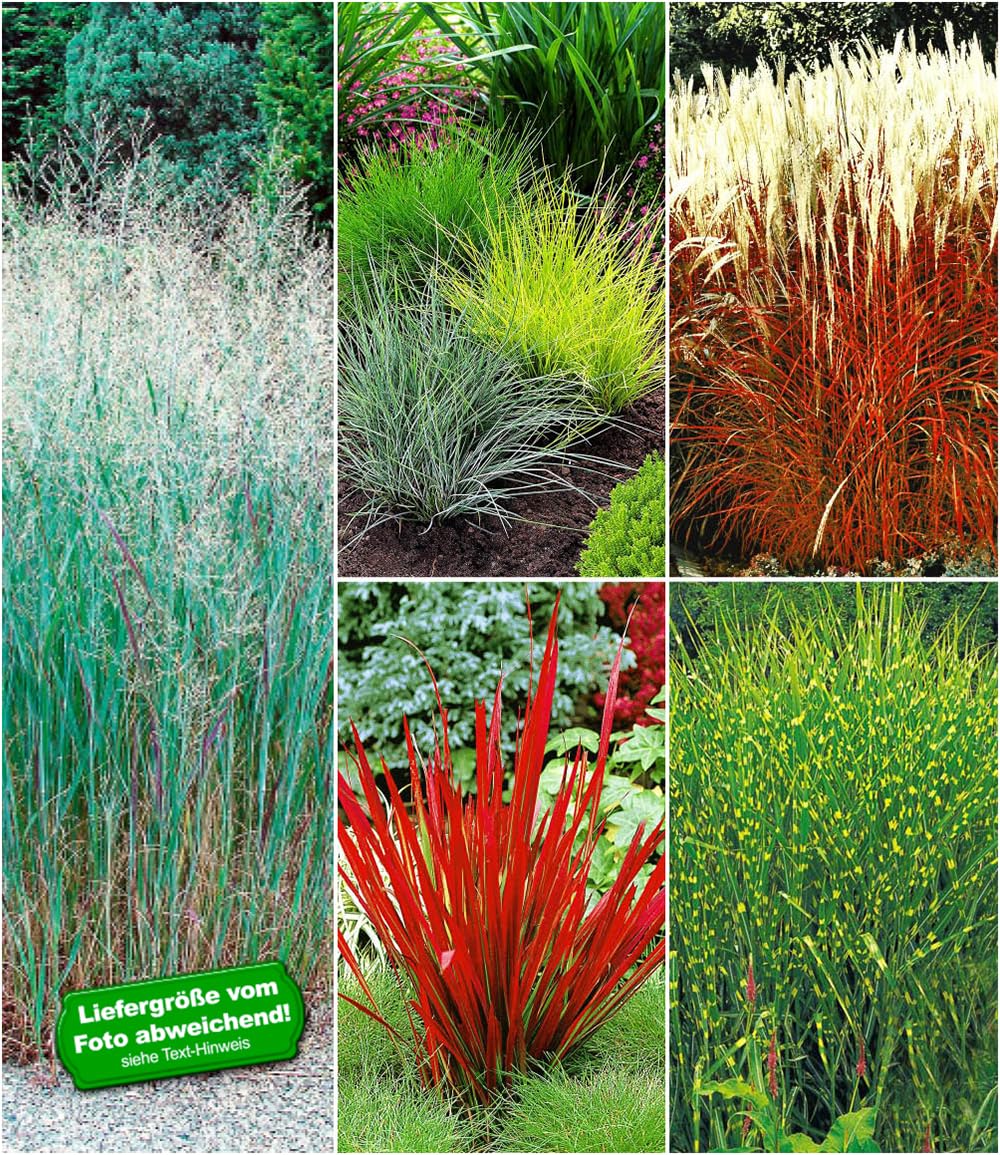 baldur-garten-9er-winterhartes-gr-serbeet-9-pflanzen-im-9x9-cm-topf image 2