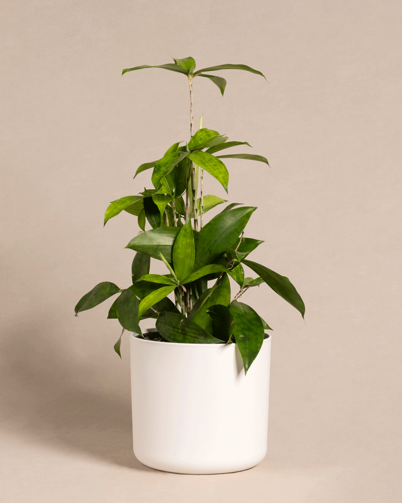 feey-bambus-drachenbaum-dracaena-surculosa-klein image 6