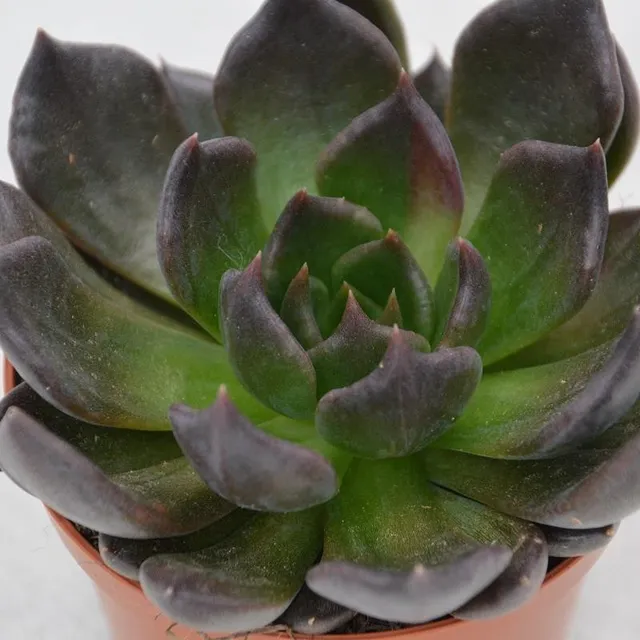 pasiora-echeveria-black-prince-sukkulente-8-5cm-topf image 1