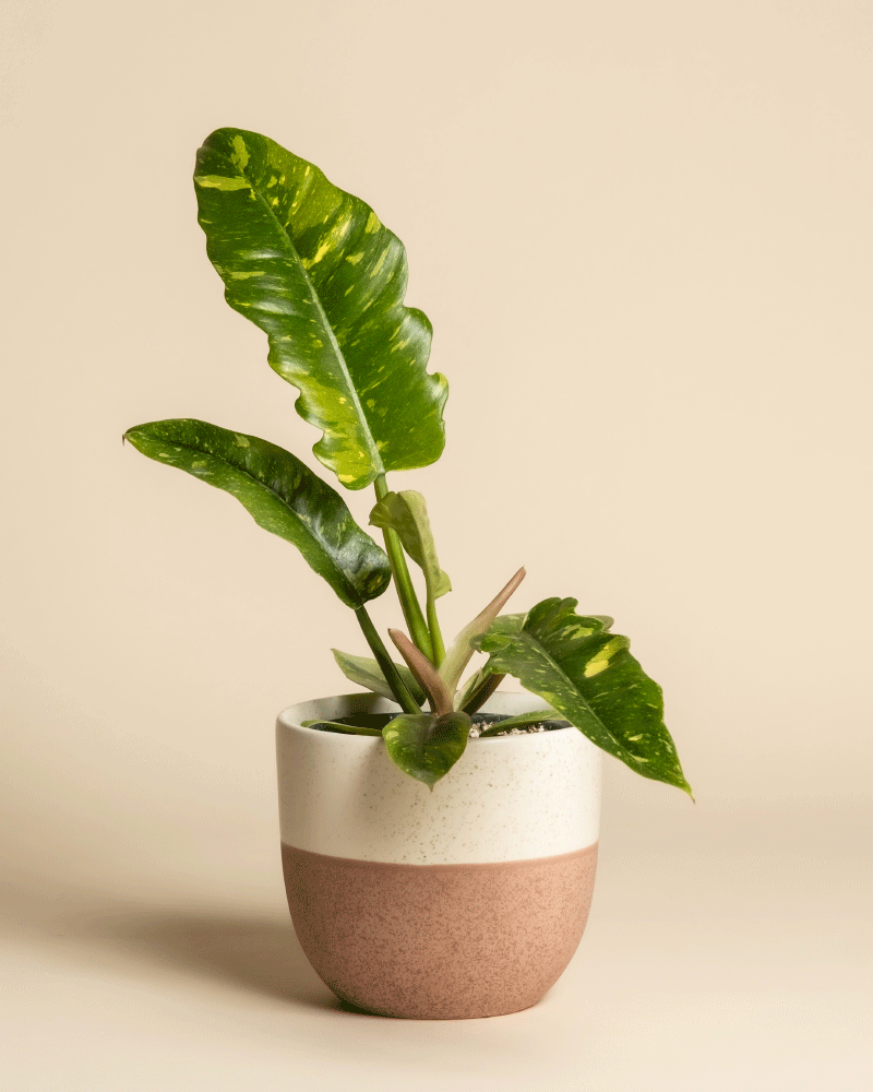 feey-philodendron-ring-of-fire-zimmerpflanze image 5