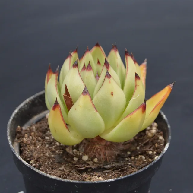 pasiora-echeveria-agavoides-echeverie-einzelst-ck image 1