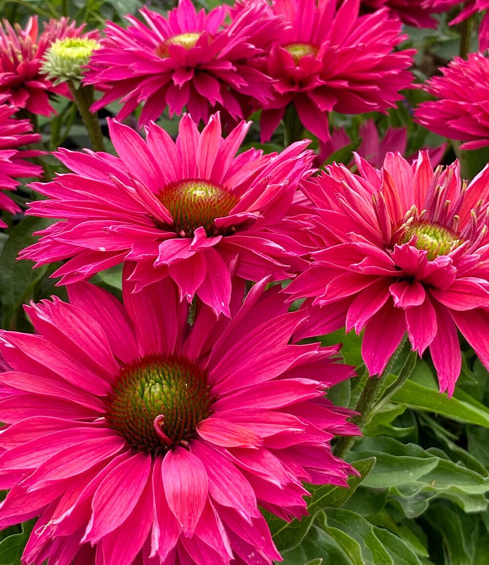 baldur-garten-echinacea-sunseekers-sweet-fuchsia-9x9-cm-topf image 3