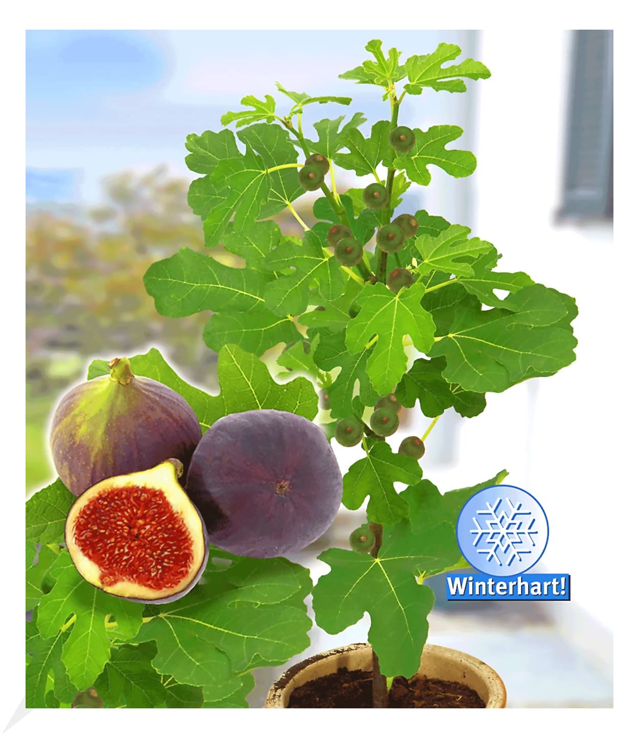 baldur-garten-frucht-feige-rouge-de-bordeaux-feigenpflanze-im-2-liter-topf image 2