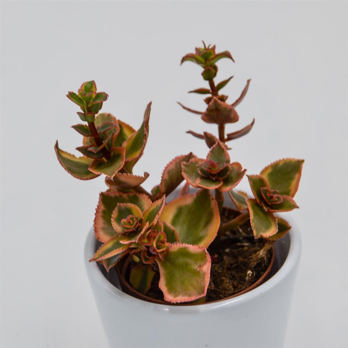 pasiora-crassula-sarmentosa-f-variegata-sukkulente-5-5cm image 2