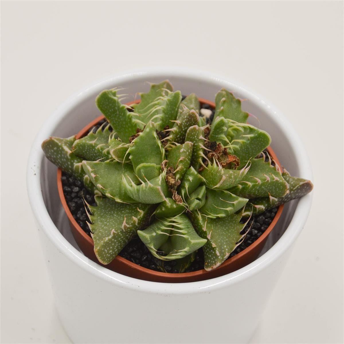 pasiora-faucaria-monster-sukkulente-8-5-cm-topf image 1