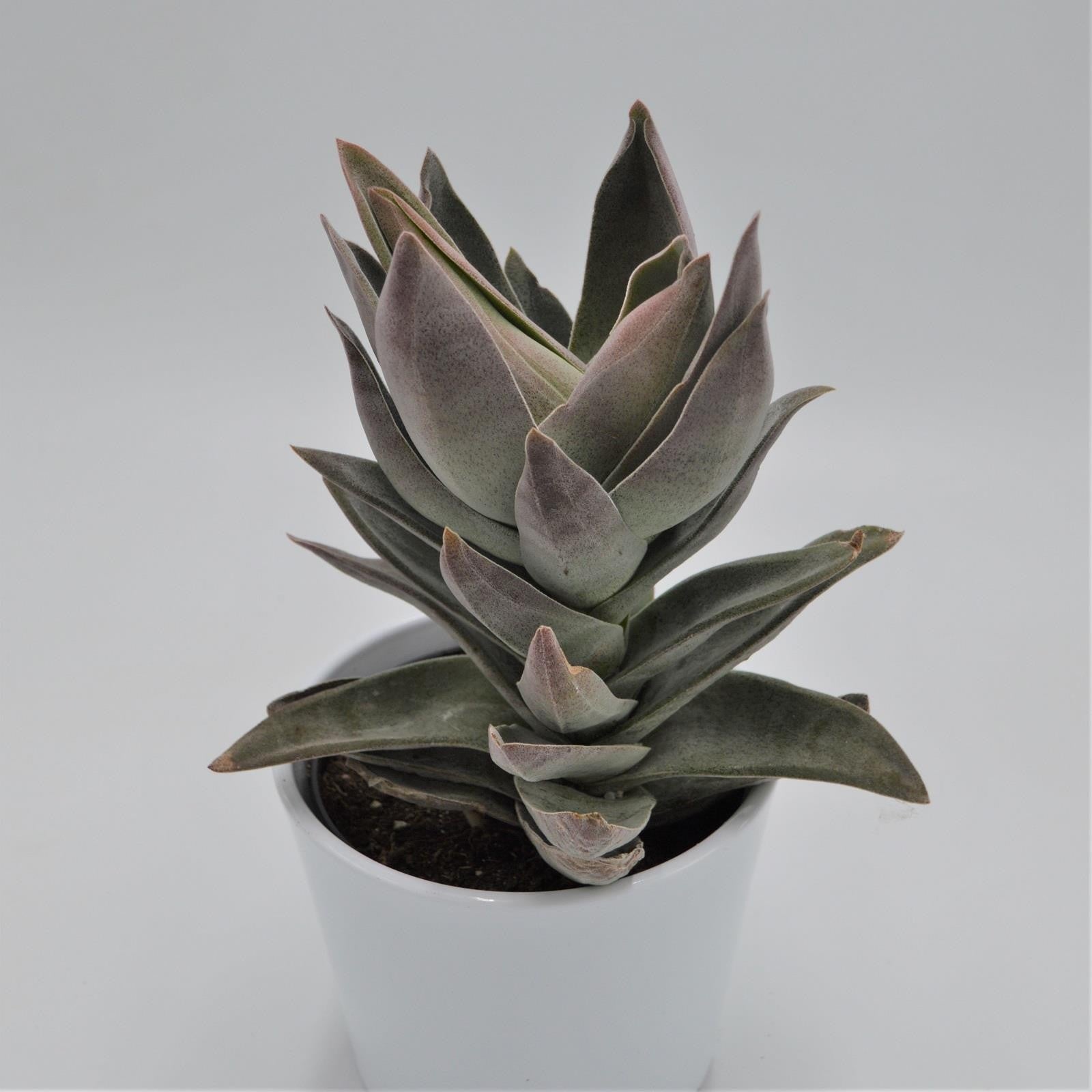 pasiora-crassula-garnet-lotus-sukkulente-12cm image 1