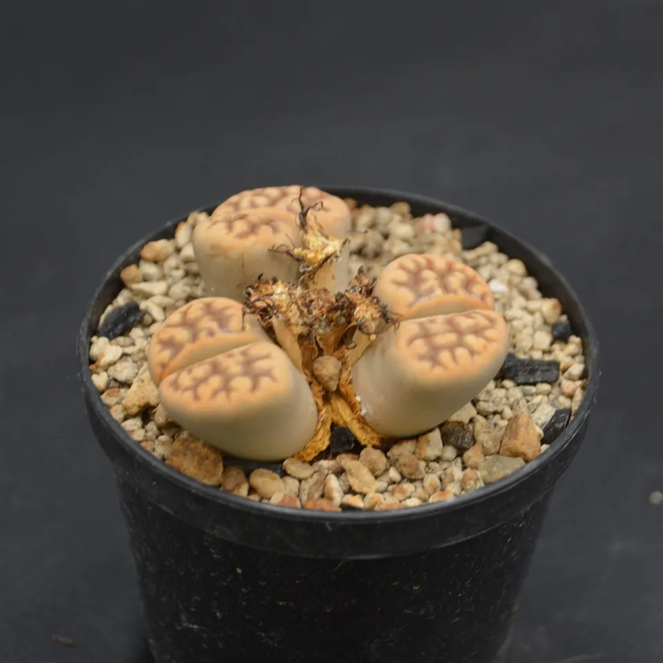 pasiora-lithops-c285-lebende-steine-sukkulente-einzelst-ck-rarit-t image 1