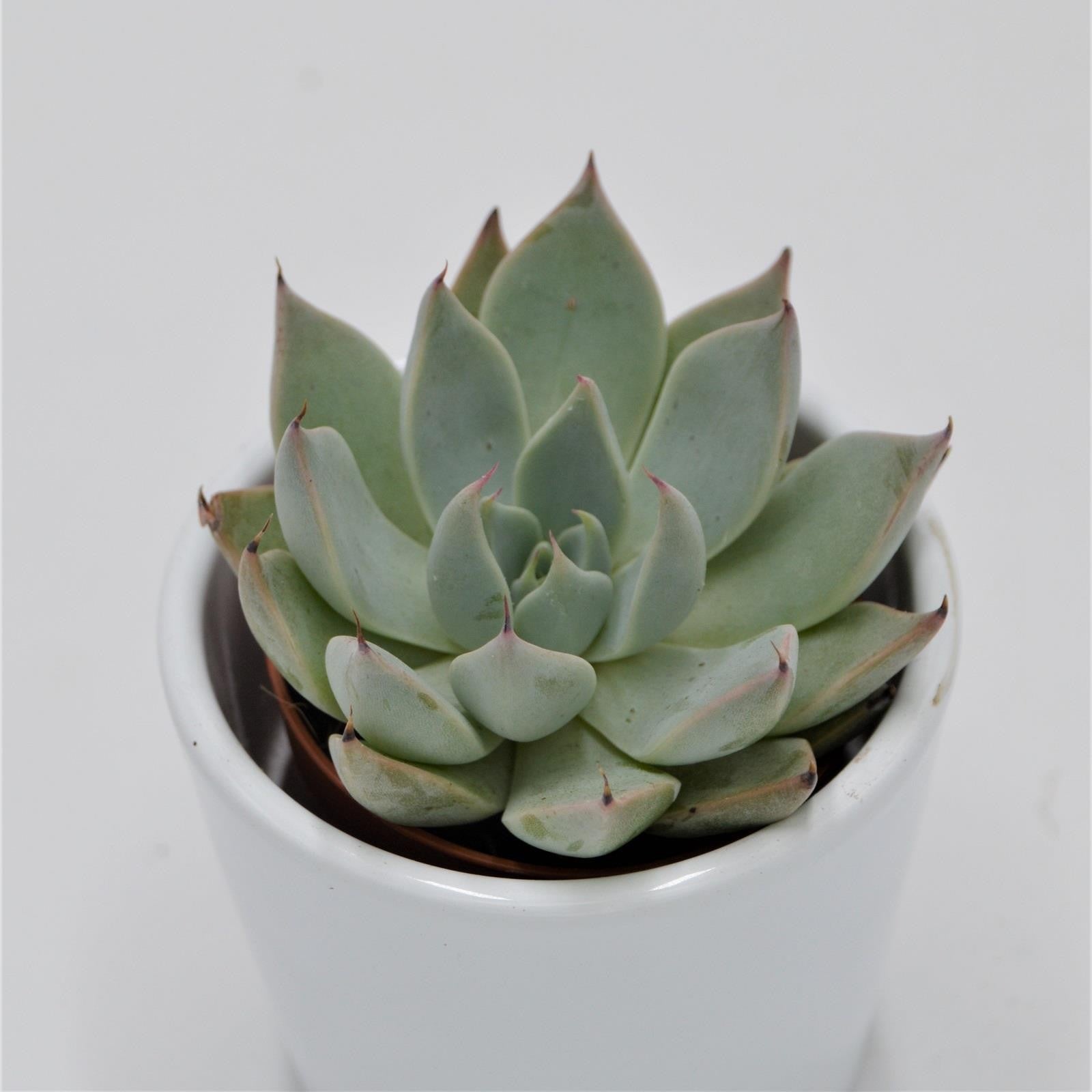 pasiora-echeveria-cuspidata-menchaca-sukkulente-5-5cm-topf image 1