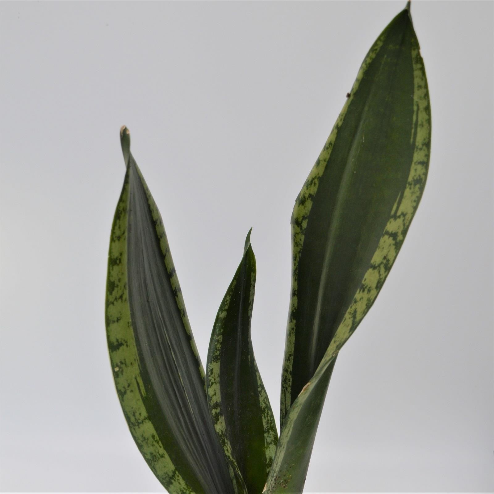 pasiora-sansevieria-grey-stripe-bogenhanf-10-5cm image 1