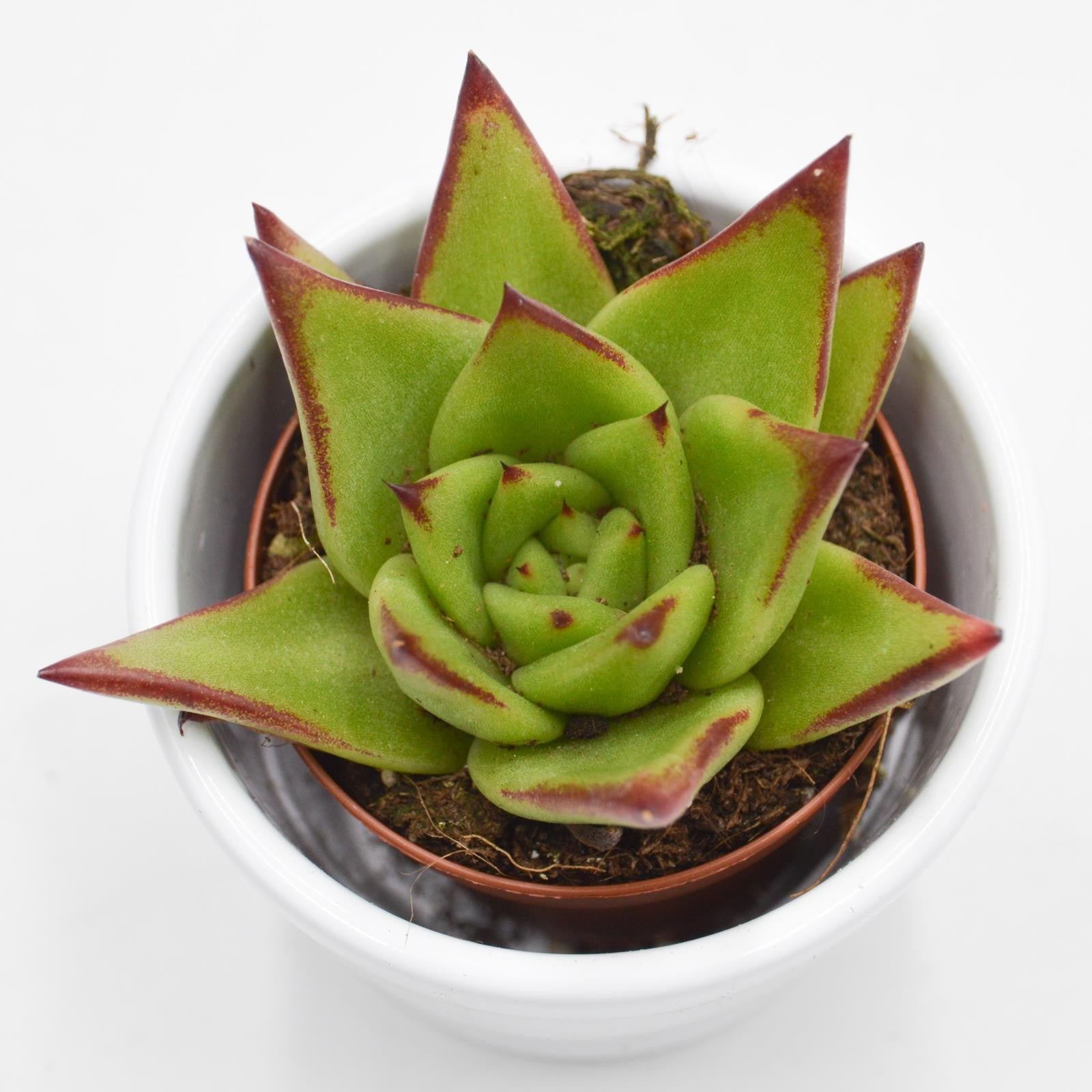 pasiora-echeveria-agavoides-lipstick-sukkulente-6cm-topf image 1