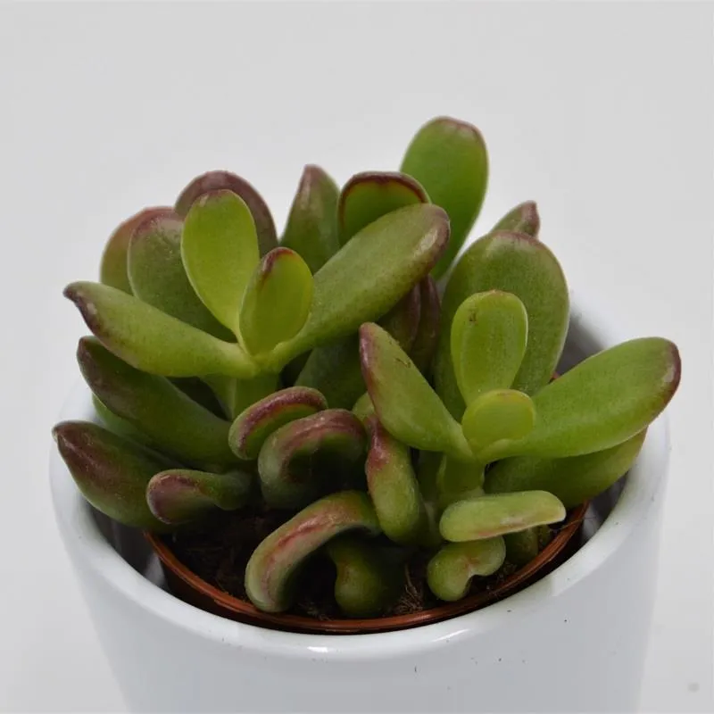 pasiora-crassula-ovata-convoluta-sukkulente-5-5cm-topf image 1