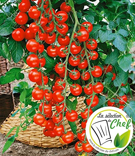 baldur-garten-veredelte-kirschtomate-pepe-f1-2-pflanzen-im-10-5-cm-topf image 5