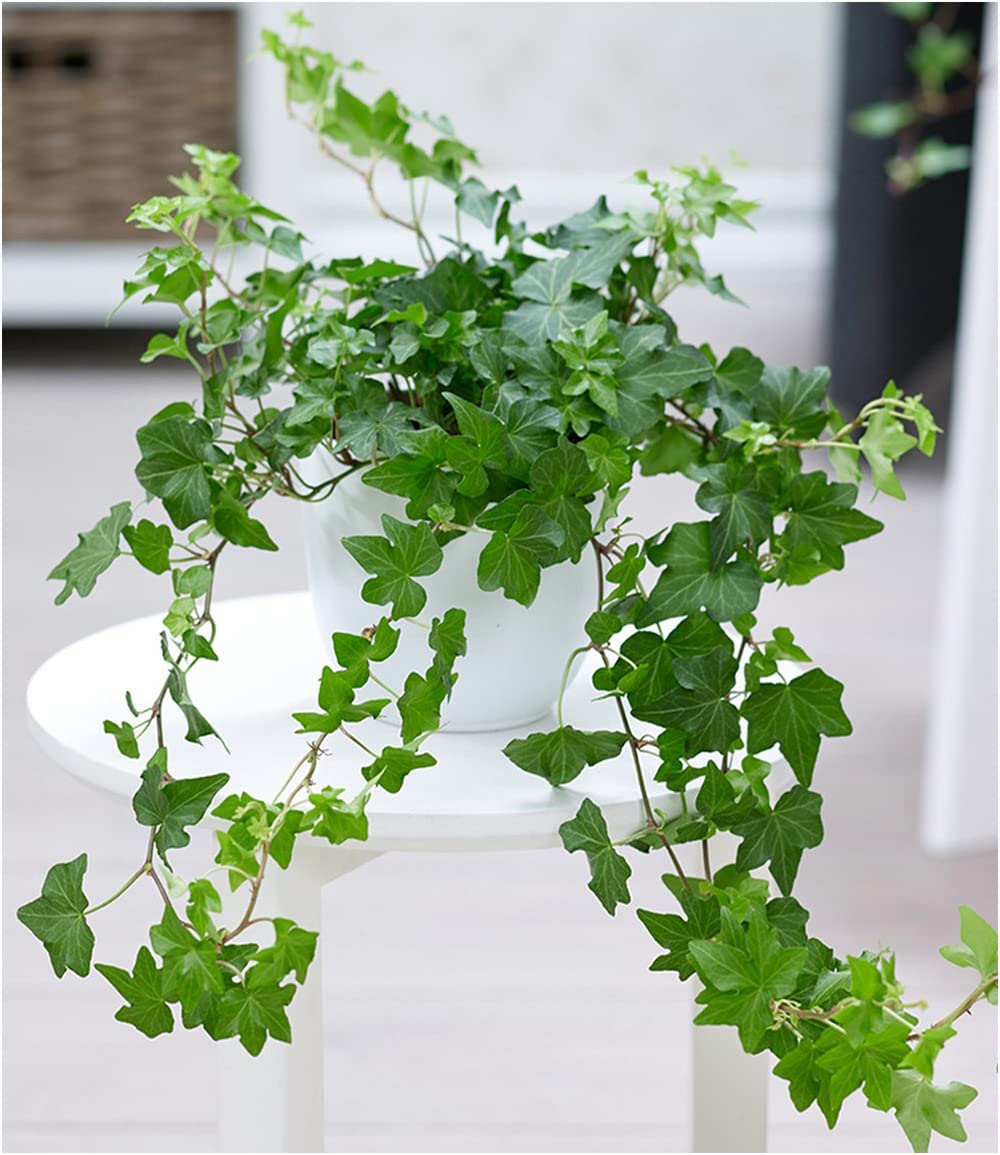 baldur-garten-efeu-zimmerpflanze-hedera-im-13-cm-topf image 2