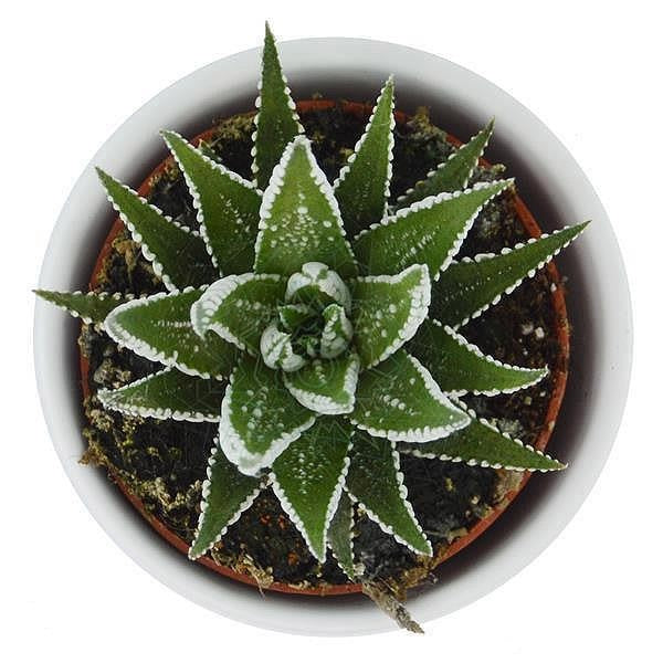 pasiora-haworthia-fasciata-big-band-sukkulente-im-6cm-topf image 2