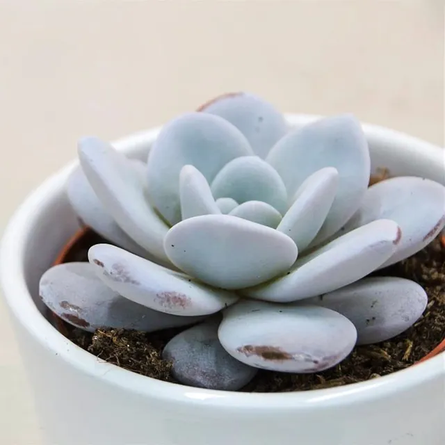pasiora-echeveria-laui-sukkulente-8-5cm image 1