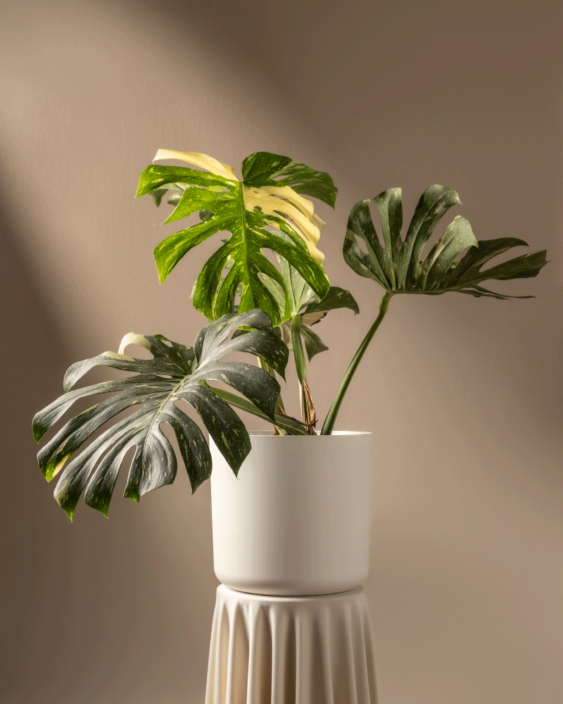 feey-monstera-deliciosa-thai-constellation-rarit-t-zimmerpflanze-im-14er-topf image 5