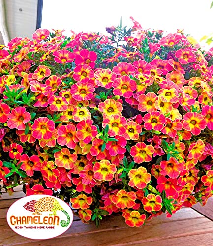 baldur-garten-zaubergl-ckchen-chameleon-sunshine-berry-3-pflanzen-im-12-cm-topf image 6