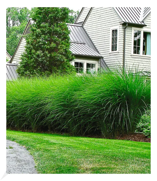 baldur-garten-chinaschilf-eulalia-3er-set-9x9-cm-miscanthus image 1