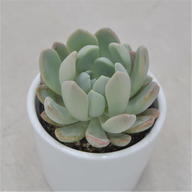 pasiora-x-pachyveria-scheideckeri-sukkulente-im-6cm-topf image 1