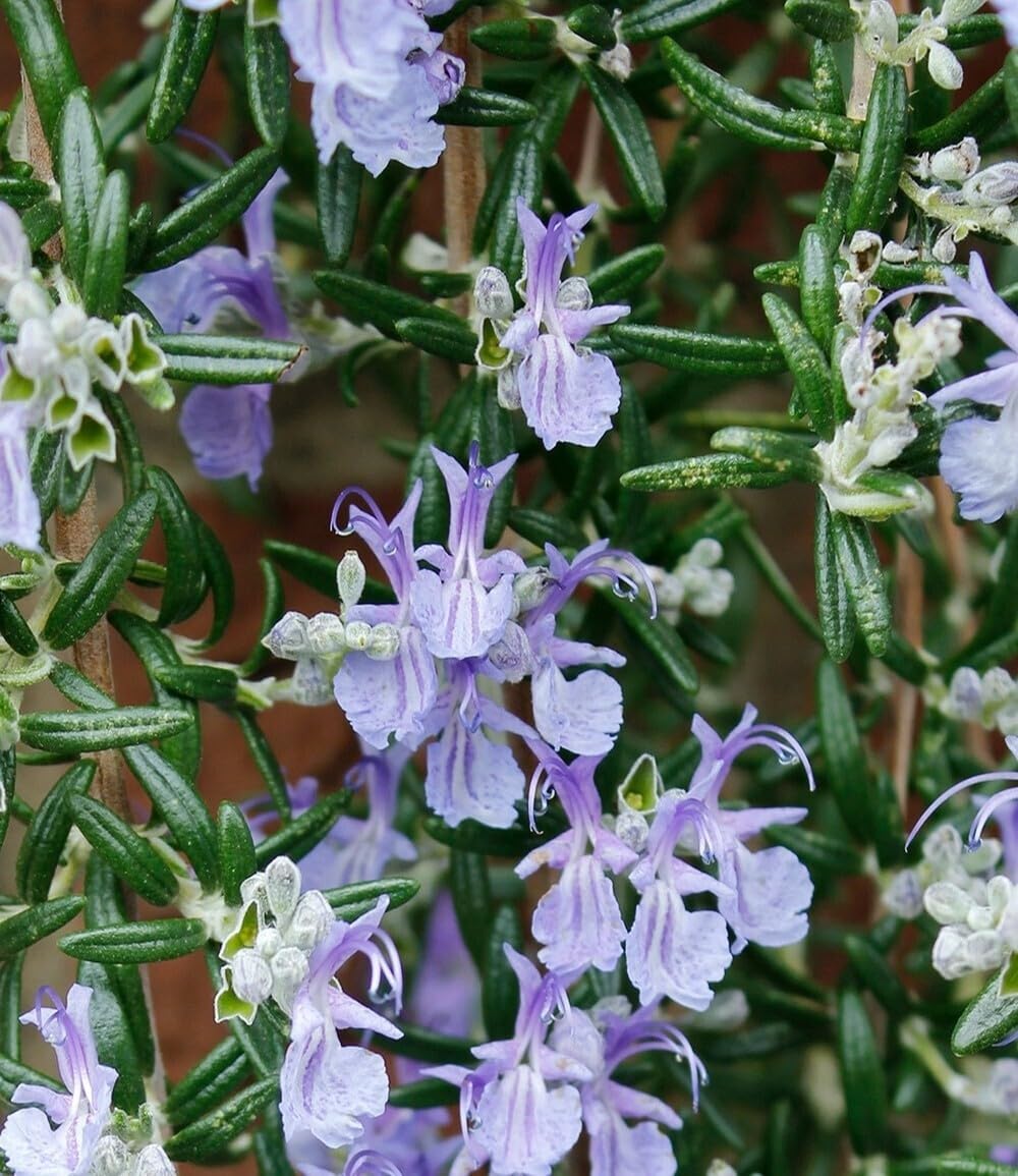 baldur-garten-h-nge-rosmarin-blue-cascade-im-9x9-cm-topf image 3