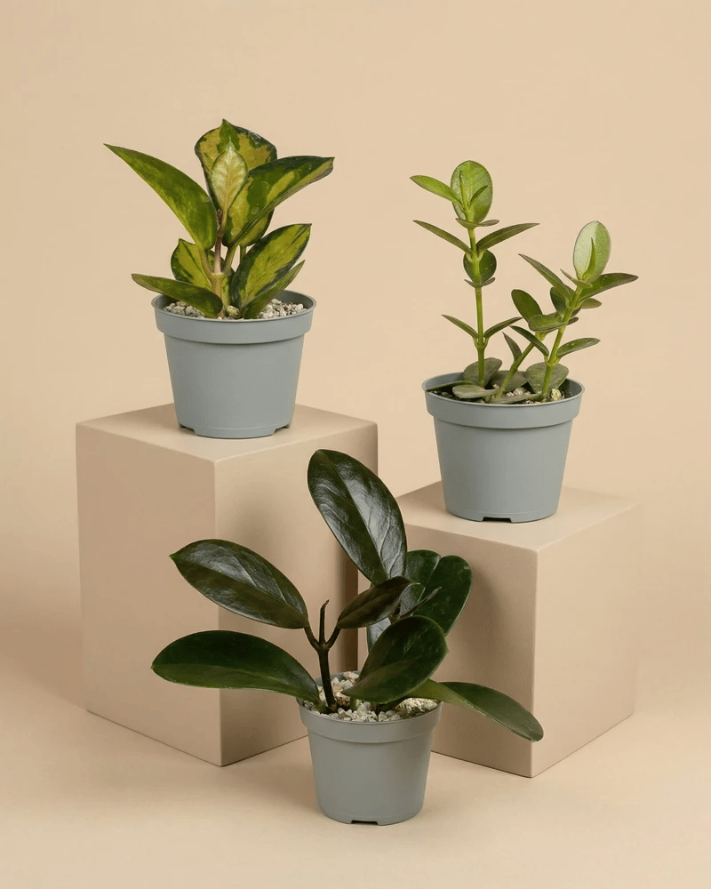 feey-baby-hoya-3er-set-im-spezialsubstrat image 3