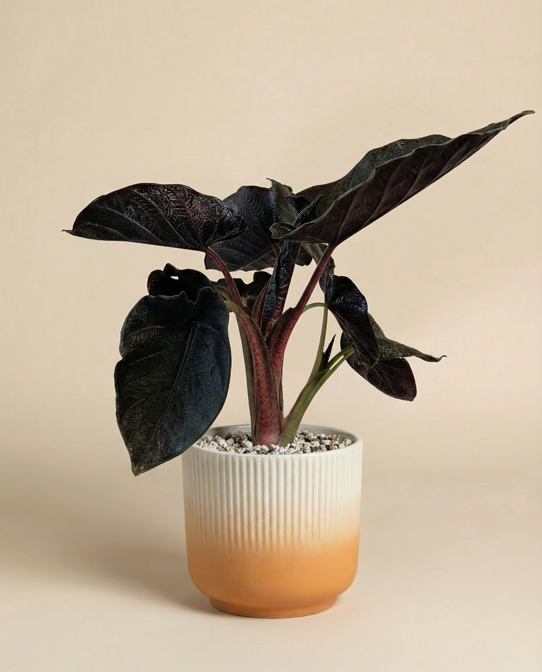 feey-alocasia-antoro-velvet-zimmerpflanze image 7