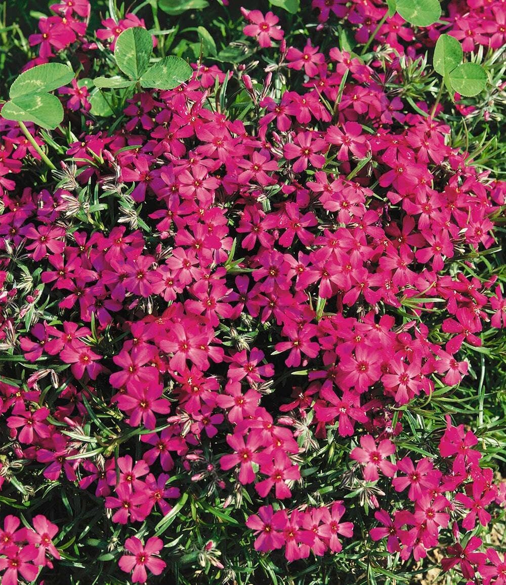 baldur-garten-8er-bodendecker-phlox-mix-flowers-of-the-sea-9x9-cm-topf image 5