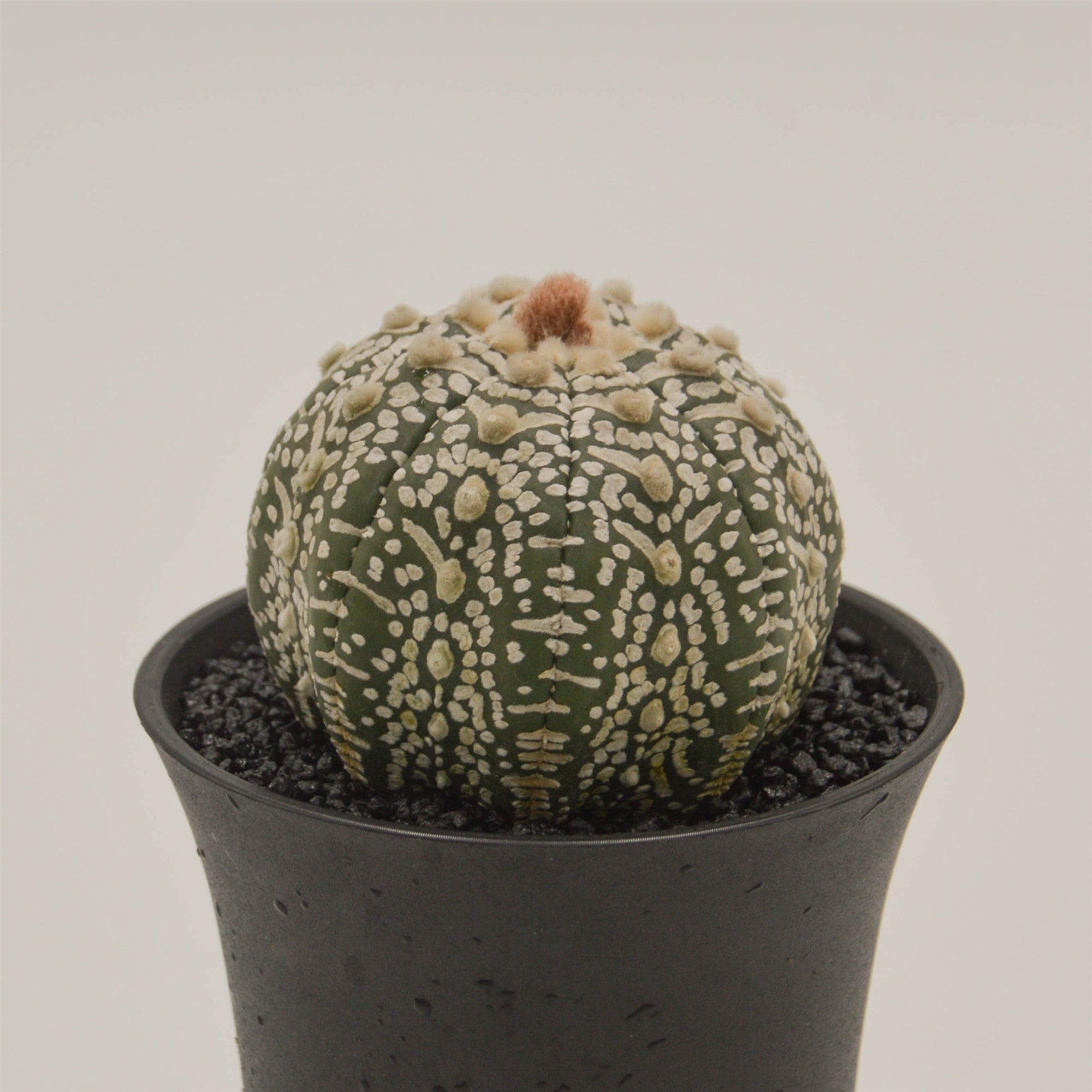 pasiora-astrophytum-asterias-bischofsm-tze-kaktus-im-8cm-topf image 2