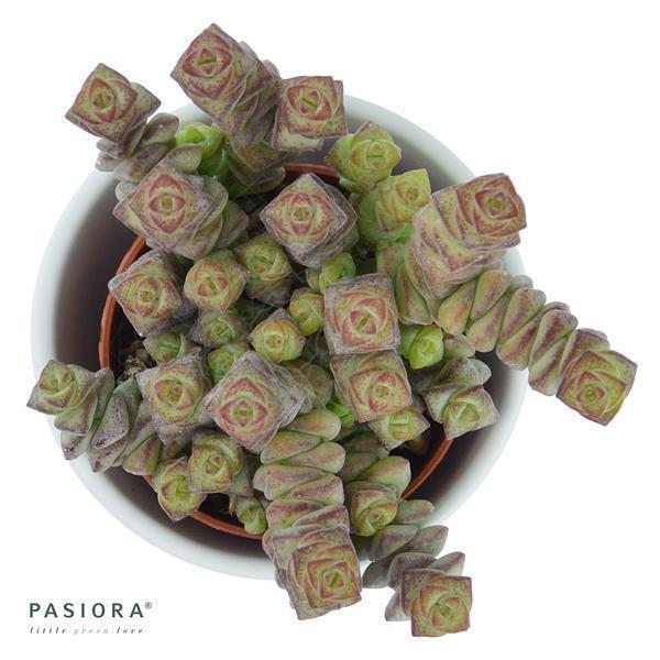 pasiora-crassula-rupestris-marnieriana-hottentot-sukkulente-6cm image 1