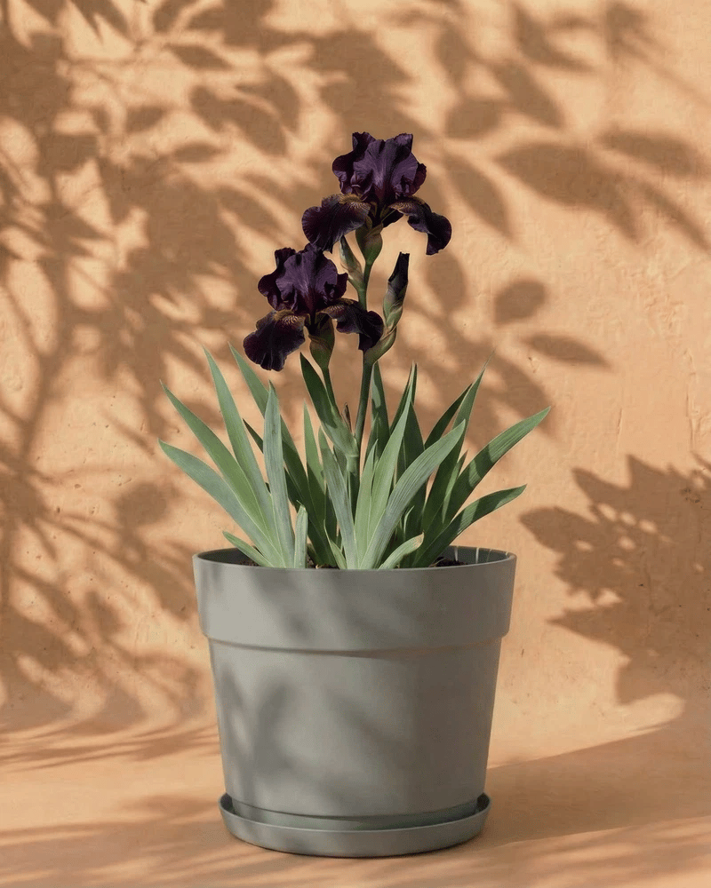 feey-iris-violett-rhizome-f-r-garten-und-balkon image 6