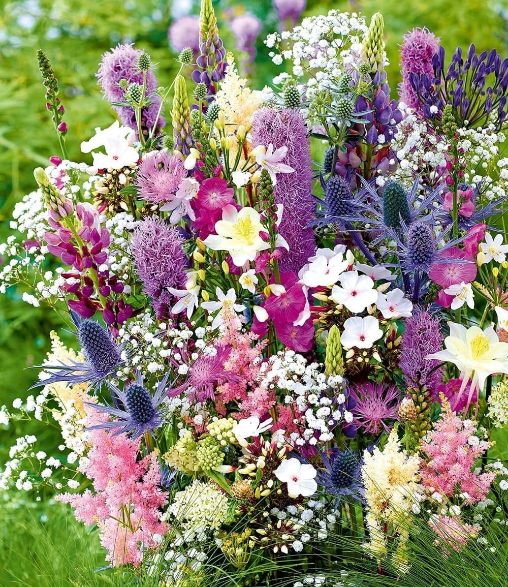 baldur-garten-12er-stauden-mix-la-vie-en-rose-winterharte-stauden-knollen-gr-e-i image 2