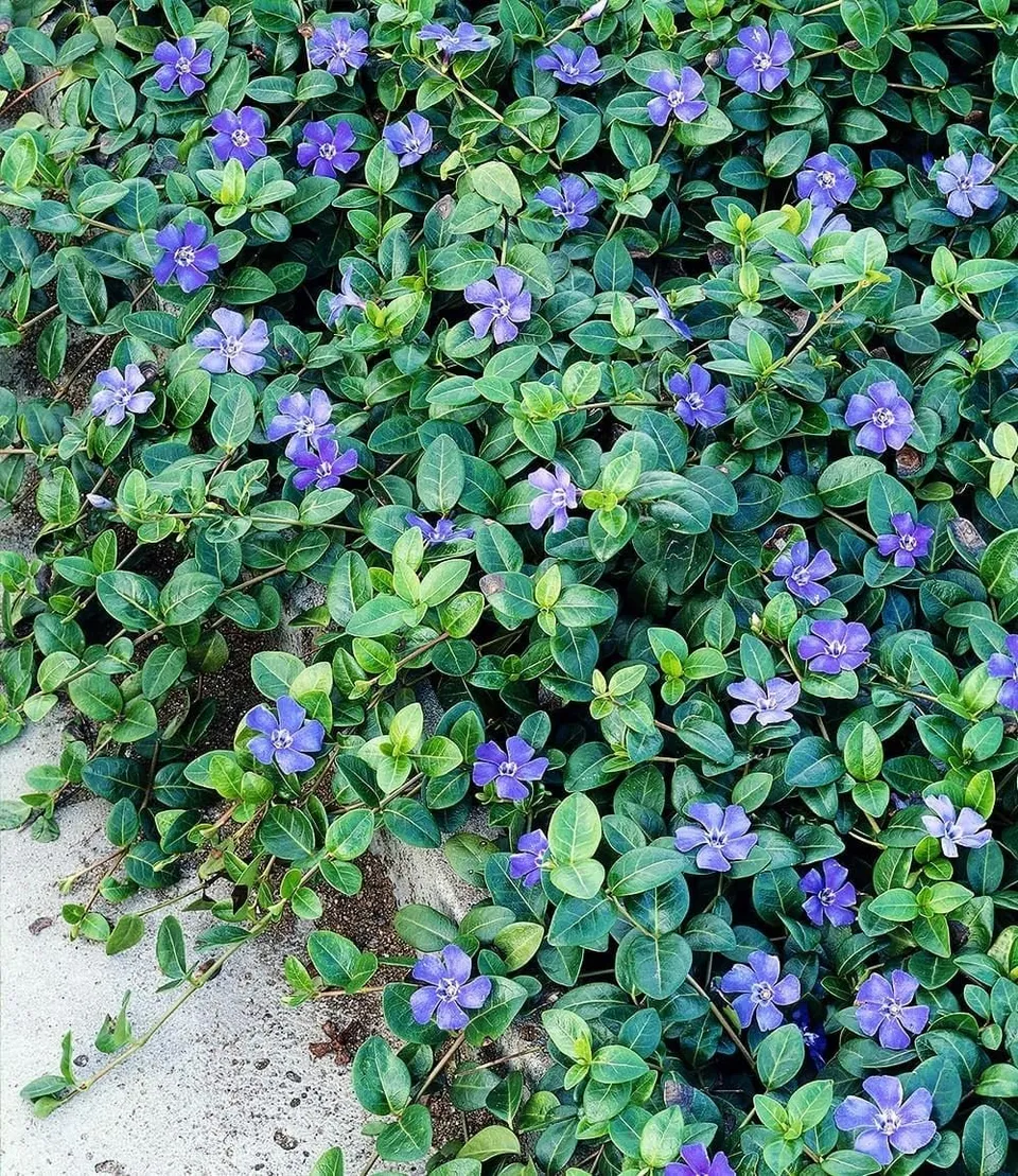 baldur-garten-vinca-minor-blau-3x-bodendecker-im-9x9-cm-topf image 1