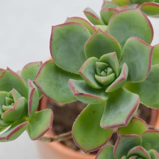 pasiora-aeonium-haworthii-pinwheel-sukkulente-6-cm-topf image 1