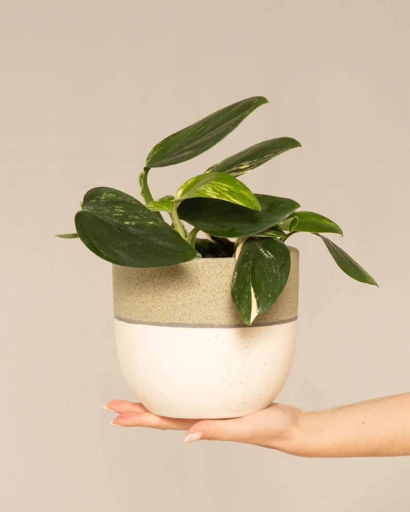 feey-monstera-standleyana-fensterblatt-topf-16 image 1