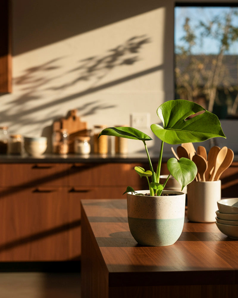 feey-monstera-cheesy-fensterblatt-rarit-t image 4