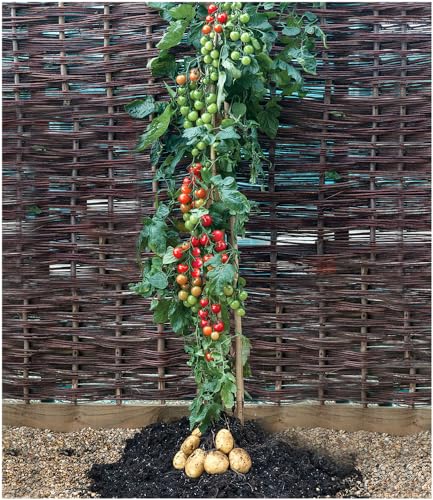 baldur-garten-tomtato-tomoffel-tomaten-kartoffel-pflanze-10-5-cm-topf image 7