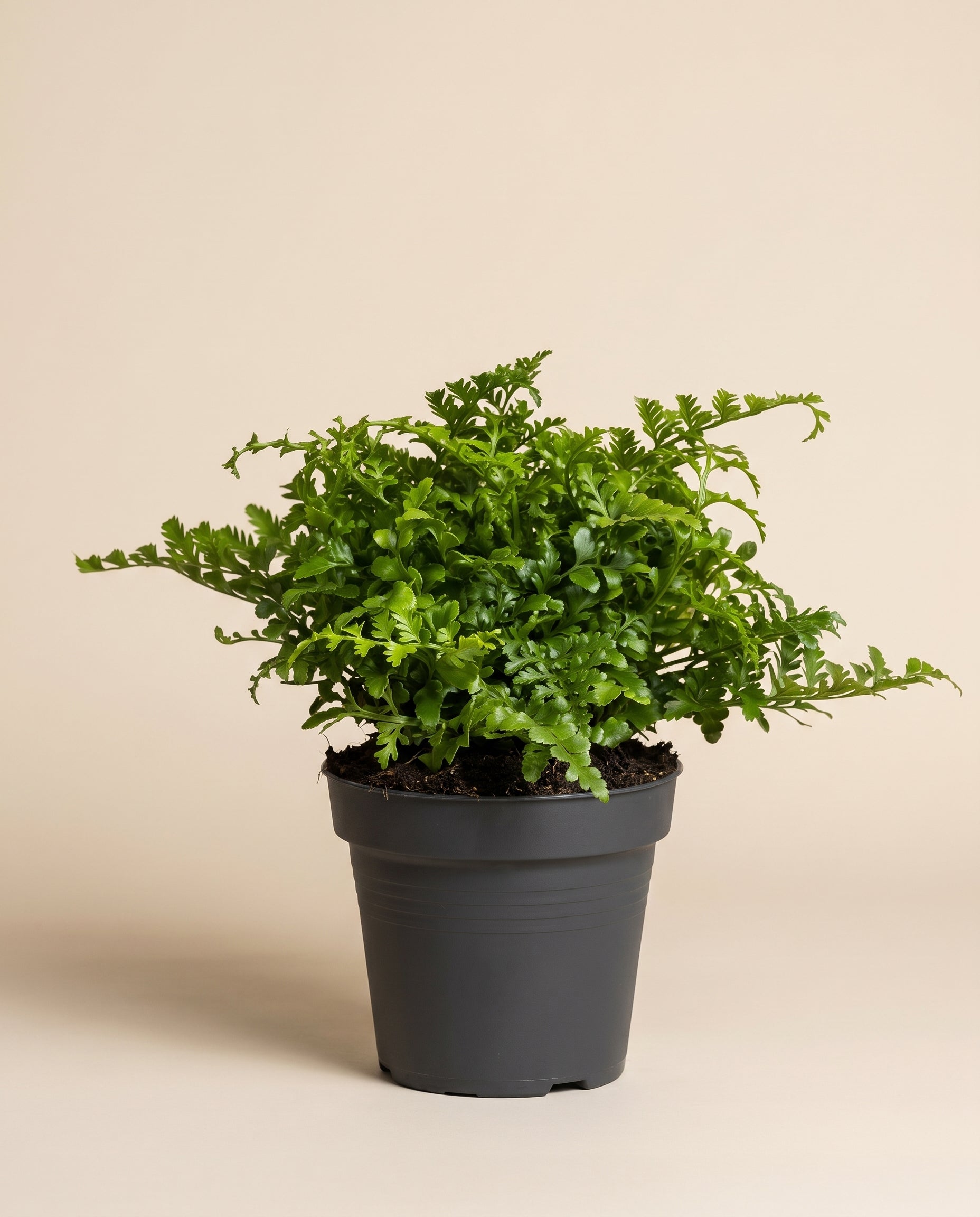 feey-streifenfarn-asplenium-dimorphum-parvati-zimmerpflanze image 3