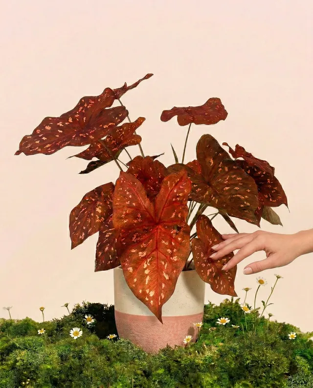 feey-caladium-burning-heart-zimmerpflanze-mit-rot-panaschierten-bl-ttern image 1